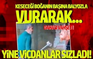 Boğayı, başına balyozla vurarak katletti