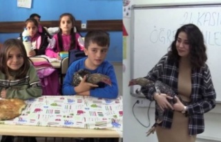 Öğrenci öğretmenine tavuk hediye etti