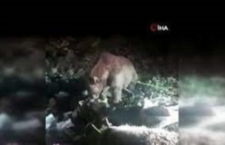 Mardin'de ayı ve köpek çöpü birlikte eşeledi