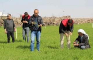 Şeğ Hesen'de tırtıl istilası