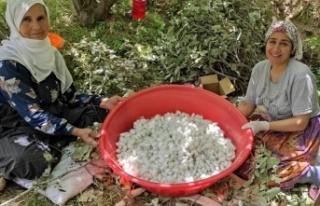 Kozada hasad başladı