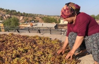 Üzüm üreticileri yüksek rekolte bekliyorlar