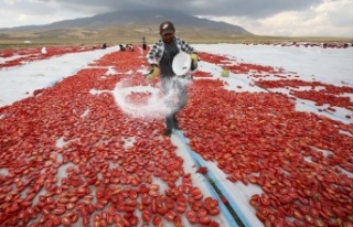 Bitlis'ten Avrupa'ya kurutulmuş domates...