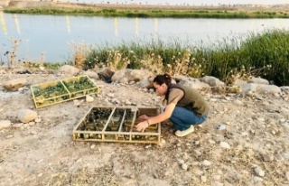 Habur sınır kapısında bin 600 saka kuşu yakalandı