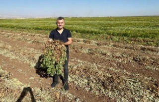 Sılopi'de Yer fıstığı hasadı başladı