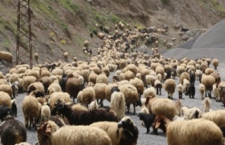 Hırsızlar 330 Koyun çaldı