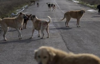 Sokak köpekleri Şırnak'ta bir öğretmene...