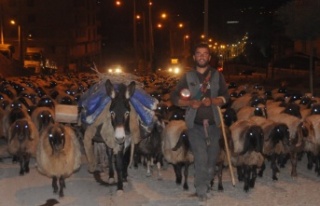 Sürüler Cizre köprüsünü geçti