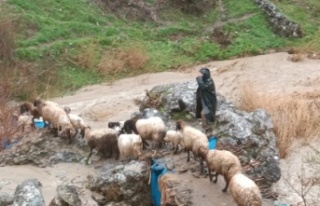 Şırnak'ta yağışlar hayatı felç etti