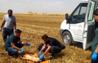 Biçerdöver altında kalan Köpek 3 ayağını kaybetti