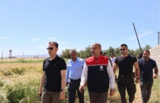 Seralarda ekin zamanı