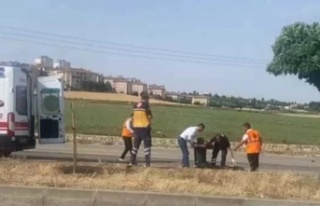 Çoban otomobil çarpaması sonucu hayatını kaybetti