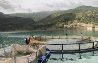 Şırnak Üniversitesi Balık üretimi ile bölge...