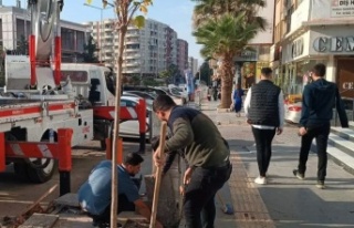 Ağaç Kesene Cezai işlem yapıldı