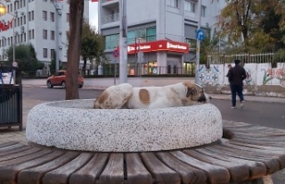 Köpek bizi izliyor