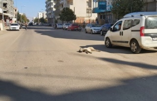 Dikkat edin Köpek uyuyor !