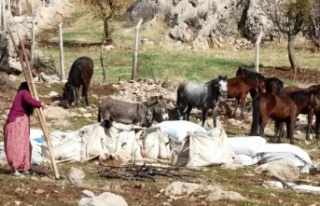 Göçerler kışlaklarına geri dönüyor