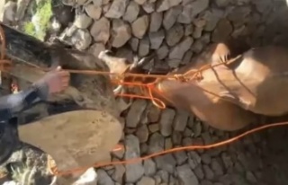 Kuyuya düşen inek kurtarıldı