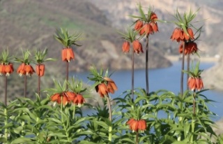 Şırnak’ın ters laleleri açıldı