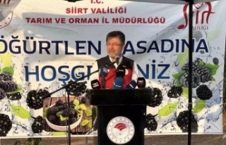 Böğürtlen hasadı başladı