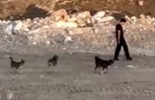 Köpeklerin saldırısına rağmen soğukkanlığını...