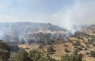 Nusaybin’de orman yangını