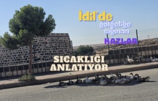 İdil’de sıcaklığın ölçüsü: Gölgeye sığınan...