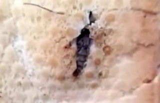 Ekmeğin içinde böcek çıktı