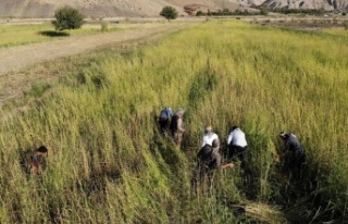 Kumçatıda Susam hasadı başladı