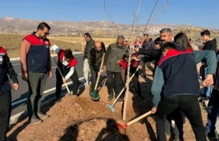 Cizre Şırnak Karayolunda orta Refüjlere Fidan dikimi