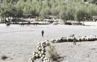 Göçerlerin Yayla dönüşleri başladı