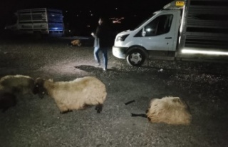 Tünel çıkışında kaza 8 koyun telef oldu