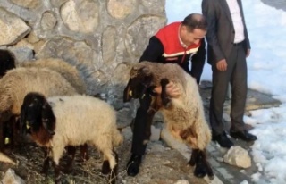 Vahşi hayvanlar 35 koyunu telef etti