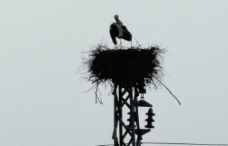 İdilin leylekleri bu sene çok mutlu