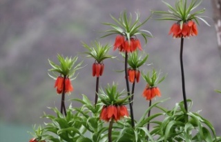 Ters Laleler doğaya renk kattı