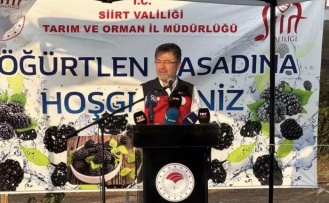 Böğürtlen hasadı başladı