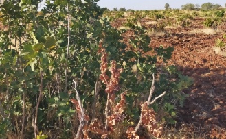 Firfelde kuraklık üzüm bağlarını vurdu