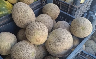 Şımmame Kavunları tezgaha çıktı