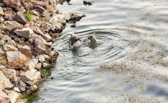 Boz Ayılar yüzerken görüntülendi