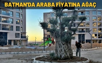 Araba fiyatına ağaç satın aldı