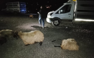 Tünel çıkışında kaza 8 koyun telef oldu