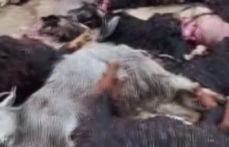 İlaçtan etkilenen 30 keçi telef oldu