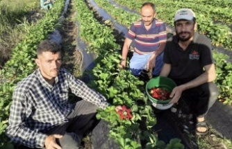 Çilek Hasadı başladı