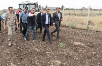 Cizre’de fıstık yetiştiriciliği gelişiyor