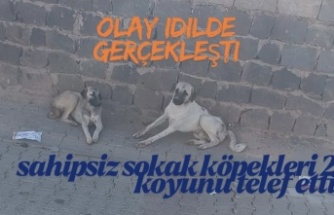 İdil’de sahipsiz köpekler iki koyunu telef etti