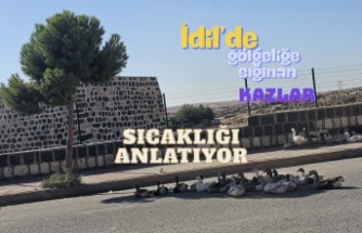 İdil’de sıcaklığın ölçüsü: Gölgeye sığınan kazlar