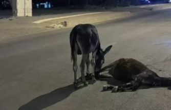 Otomobilin çarptığı eşek öldü yavrusu başından ayrılmadı