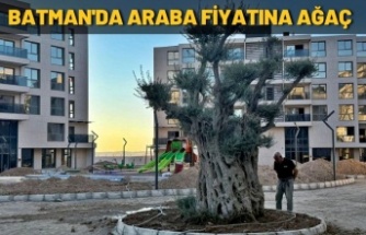 Araba fiyatına ağaç satın aldı