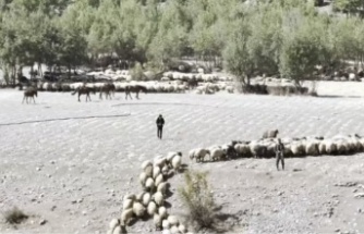 Göçerlerin Yayla dönüşleri başladı