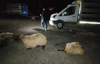 Tünel çıkışında kaza 8 koyun telef oldu